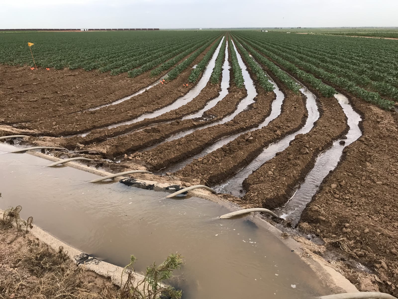 Furrow irrigation, cotton