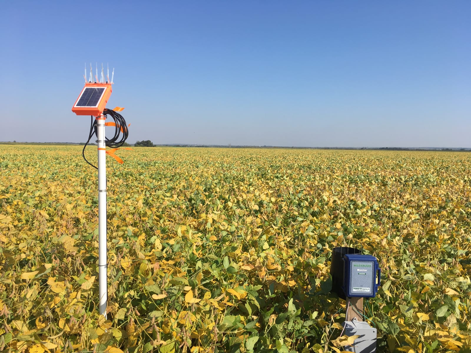 Soybean field site